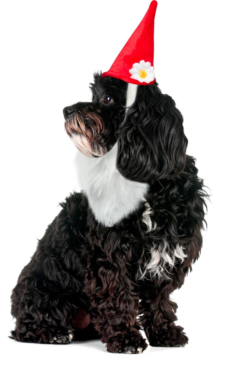 Rubies Garden Gnome Pet Hat with Beard for Dogs or Cats, Medium/Large - Image 4